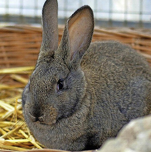 Pepita lebt mit zwei weiteren Kaninchen zusammen.   | Foto: Tierheim