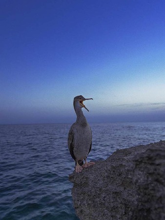"Hallo, ist da jemand?" am Strand von Mallorca - aufgenommen von Andreas Kuhn
