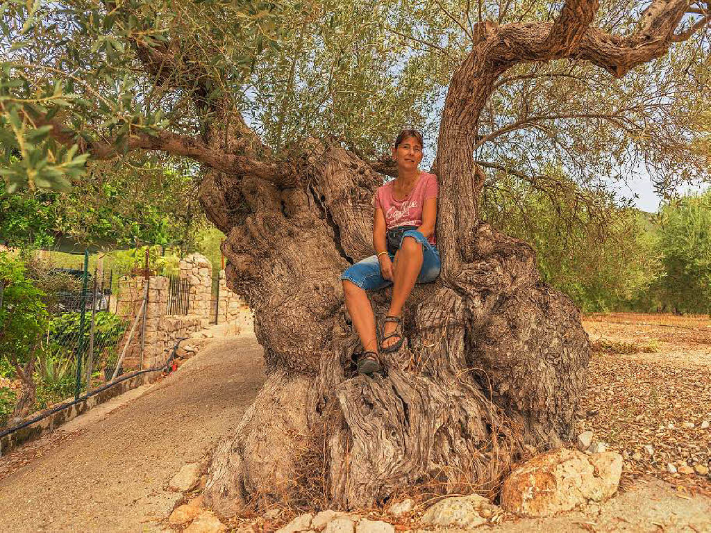 „Uralter Olivenbaum auf Mallorca“ fotografiert von Andreas Kuhn, Rheinfelden