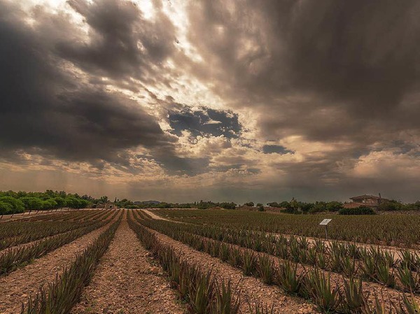 "Aloevera Plantage mit 20 000 Pflanzen auf Mallorca" fotografiert von Andreas Kuhn, Rheinfelden