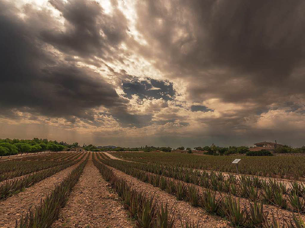 „Aloevera Plantage mit 20 000 Pflanzen auf Mallorca“ fotografiert von Andreas Kuhn, Rheinfelden