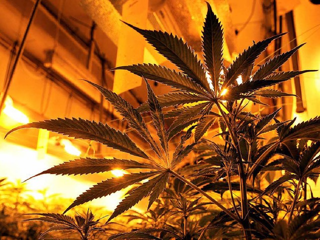 Indoor-Cannabis-Plantage  | Foto: dpa