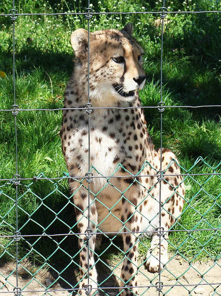 Gerd Mutter: Eines der schnellsten Tiere auf unserem Planet. Der Gepard sitzt da hinter dem Zaun am Atlantik in einem Tierpark.