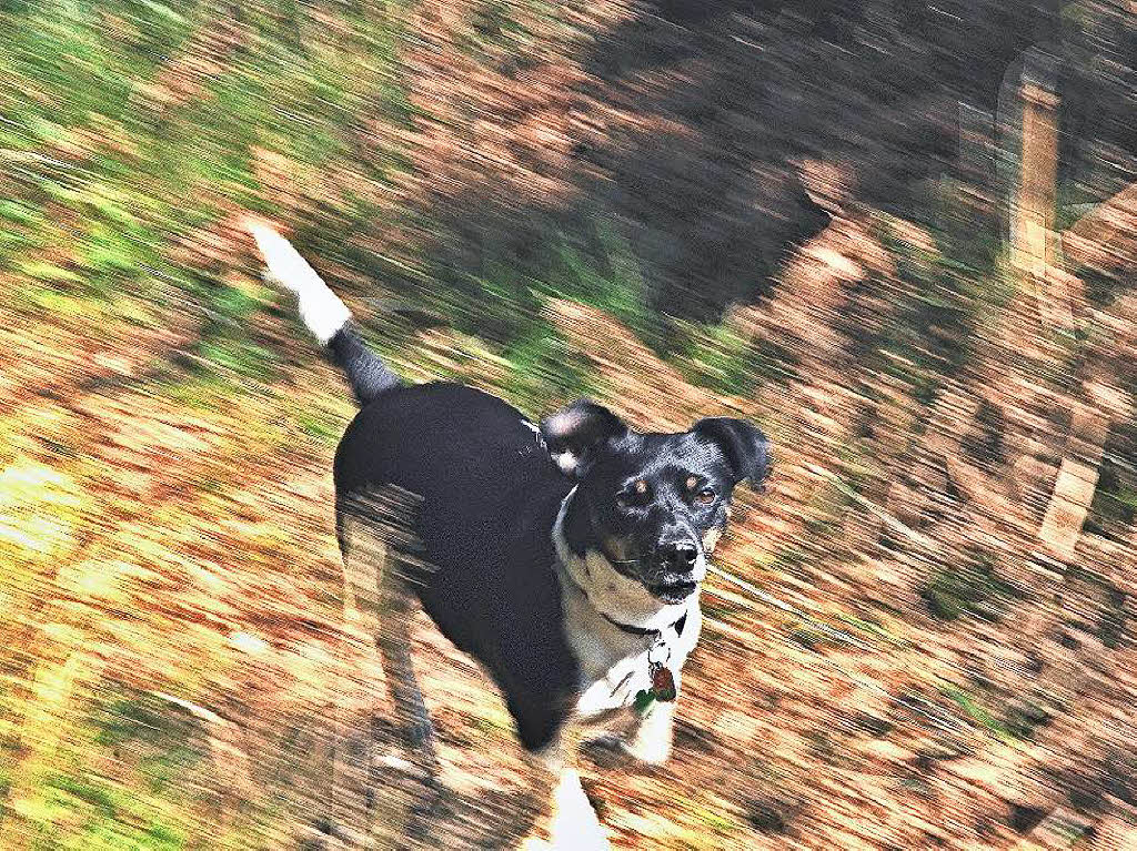 Jrg Reinert: „Lily" unser Urlaubs-Hund, wurde von einem Freund, Jrn Weber aus Lrrach mit meiner Kamera whrend einer Wanderung im September 2012 am Rollspitz bei Wieden, gemacht.