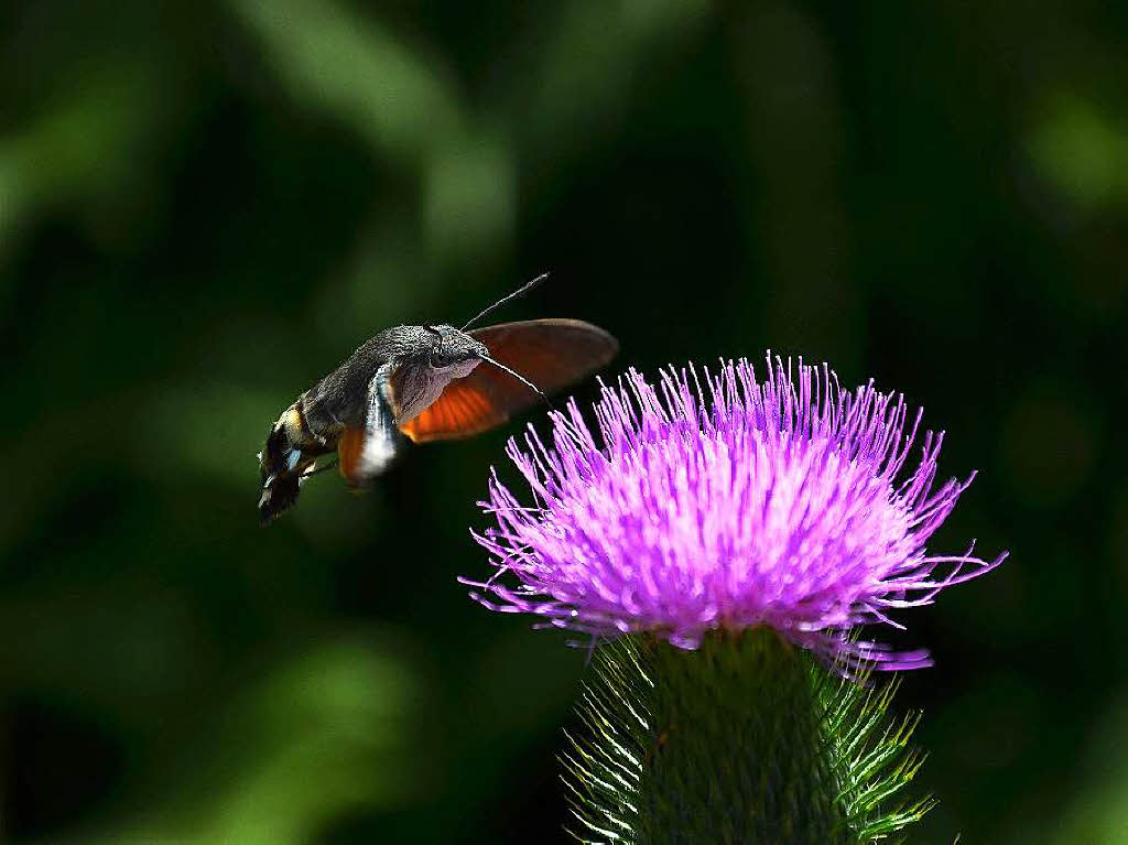 Jrg Reinert: "Mini-Kolibri" zeigt ein Taubenschwnzchen, das regelmig in warmen Sommermonaten ber die Alpen zu uns kommt. Das Foto bei einer Wanderung im Juli dieses Jahres am Hasenhorn bei Todtnau entstanden.