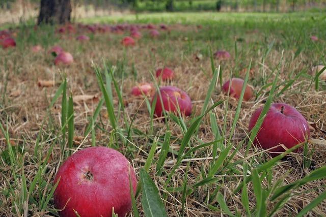 Entsorgen, essen, Saft pressen: Was tun Obstbauern mit Fallobst im August?