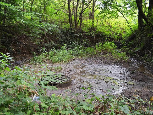 Der einstige Lschweiher auf dem Grund... besteht nur noch aus einigen Pftzen.  | Foto: Nikola Vogt