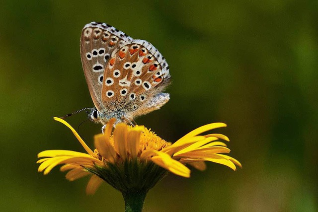 Unzhlige Schmetterlinge haben sich au...neu entstandenen   Wiesen angesiedelt.  | Foto: Martin Schwenninger