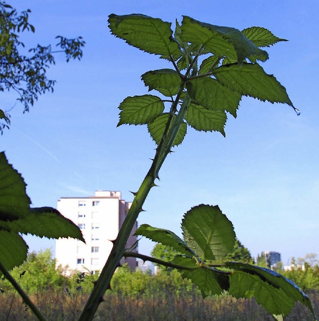 Noch wachsen im Hornacker Brombeeren, ...ntstehen dort 100 neue Wohneinheiten.   | Foto: R. Staub