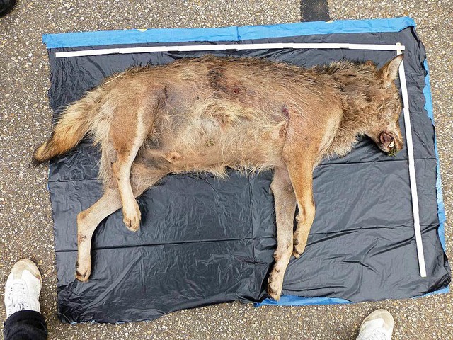 Der tote Wolf, der bei Lahr gefunden wurde, ist  eigentlich ein Schweizer.  | Foto: dpa