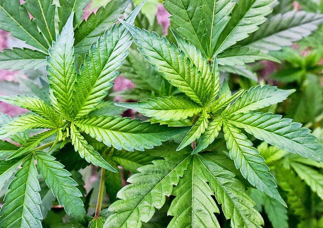 Illegale Cannabispflanzen  | Foto: dpa