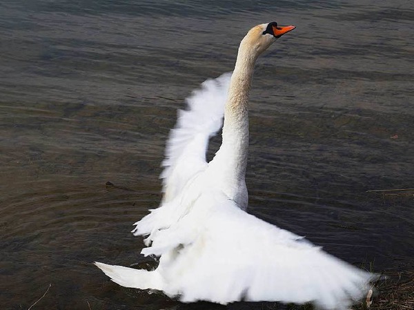 Nicola Quici hat diesen Schwan beim Sommerbad im Rhein aufgenommen