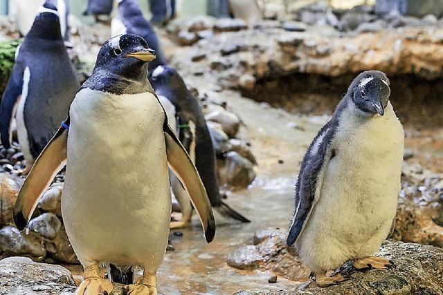 Drei kleine Pinguine watscheln jetzt durch den Zoo