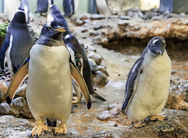 Ein  kleiner Eselspinguin  | Foto: Thorben Weber