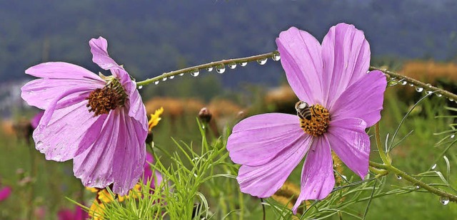 Blume, Blte, Biene, Tau, Regentropfen, Schwarzwald  | Foto: Elisabeth Faber