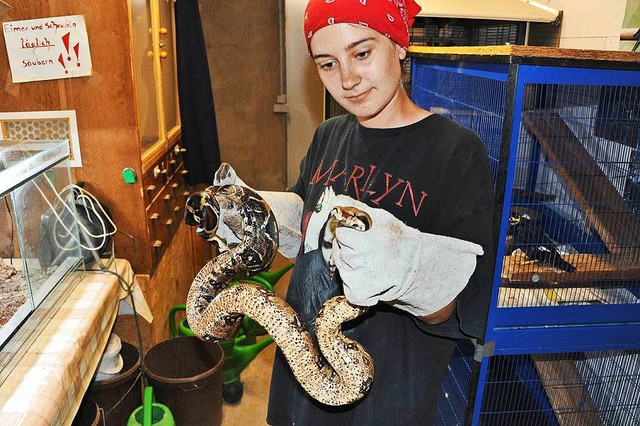 Die Boa im fachmnnischen Griff der Tierpflegerin.  | Foto: Axel Fleig