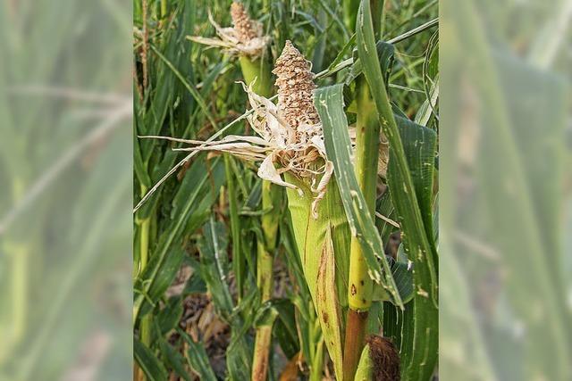 Bauern schlagen Alarm: Um den Mais steht es mies