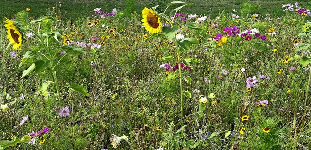 Blumenwiese zwischen Glottertal und Denzlingen  | Foto: Otto Binder