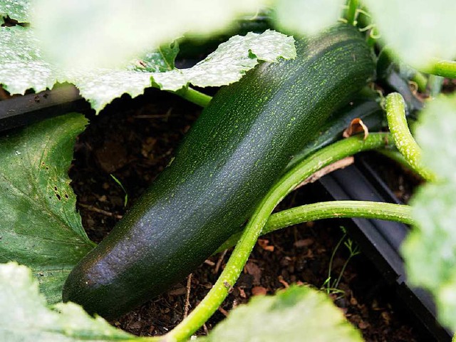 Ist die Zucchini ungefhrlich?  | Foto: dpa