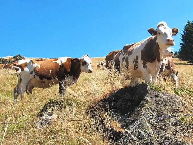 Mutterkhe leben mit ihren Klbern in Herden auf der Weide.  | Foto: Susanne Filz