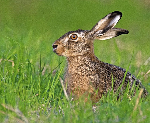 Wer ist denn jetzt ser? Der Hase im Feld...  | Foto: dpa