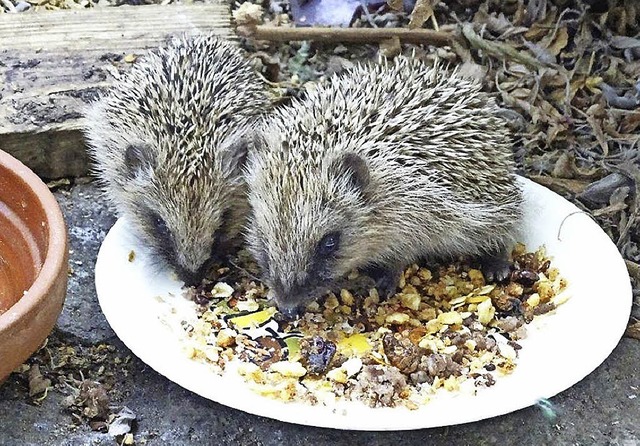 Ganz ohne Scheu: Zwei der vier Igelkinder lassen es sich schmecken.   | Foto: Privat