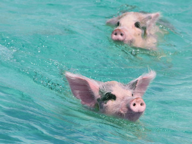Keine Fotomontage:  Schwimmende Schweine vor den Bahamas  | Foto: Winfried Schumacher