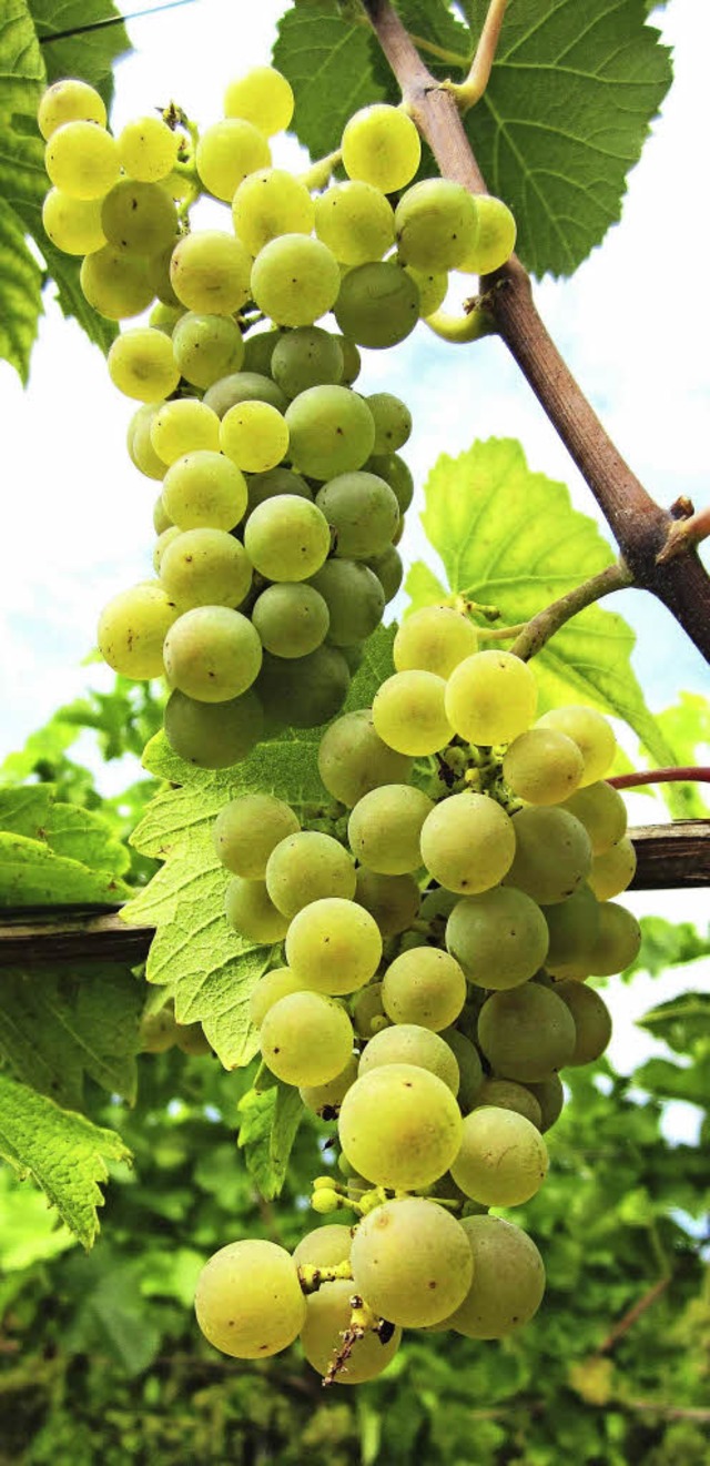 FRHREIFREINBEISSEN mchte man am lieb...e Beeren noch ein wenig grer werden.  | Foto: Reiner Merz