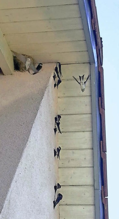 Schwalben im Anflugs aufs Weingut Landmann  | Foto: Privat