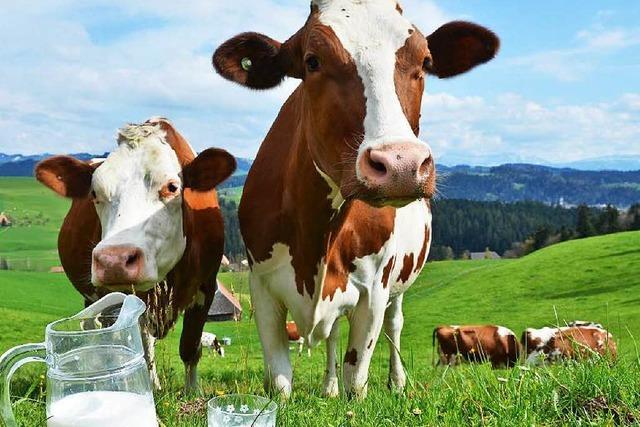Südbadische Milchbauern fürchten um ihre Existenz