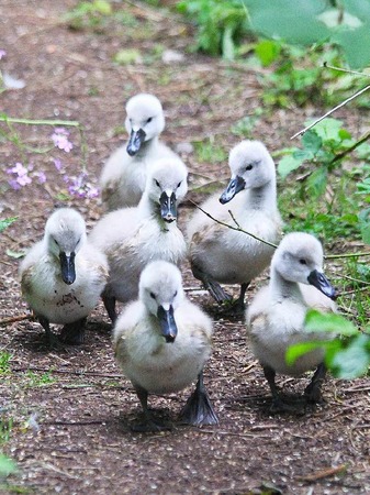 Zu Hause ist es schn, meint Simone Kirrmann und hat diese Schwanenkinder in Wehr fotografiert.