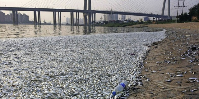 Tote Fische treiben am Ufer des Flusse... des Katastrophengebietes von Tianjin   | Foto:  dpa