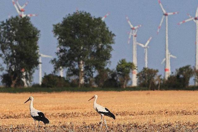 Neue Windkraftkapazitten sollen versteigert werden