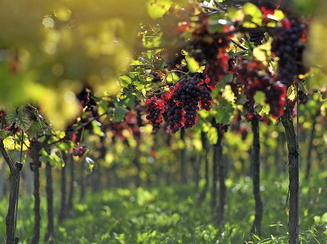 In wenigen Wochen beginnt die  Weinlese.   | Foto: a.schiffner