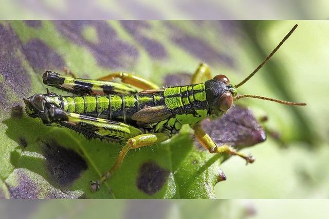 Haus der Natur bietet Naturexkursion