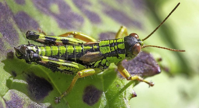   | Foto: Haus der Natur