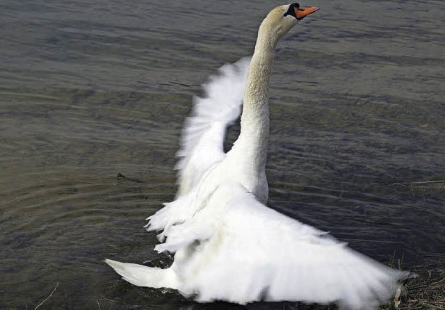 Nicola Quici sah, wie ein Schwan im Rhein ein Bad nimmt.  | Foto: ZVG