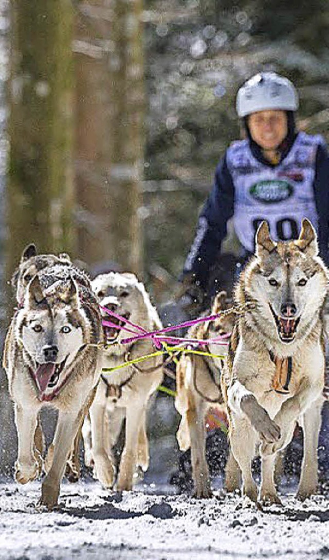 Vor dem Schlittenhunderennen im Januar soll es ein Trainingscamp geben.   | Foto: Archivfoto: Ernst Schindl