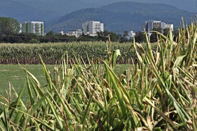 Fr den  neuen Stadtteil nrdlich des ...en im Stadtgebiet  Ausgleichsflchen.   | Foto: Thomas Kunz