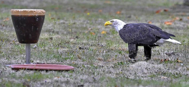 Ein Weikopfseeadler im Regen: Bei der...eftigen Niederschlgen zurechtkommen.   | Foto: Michael Bamberger