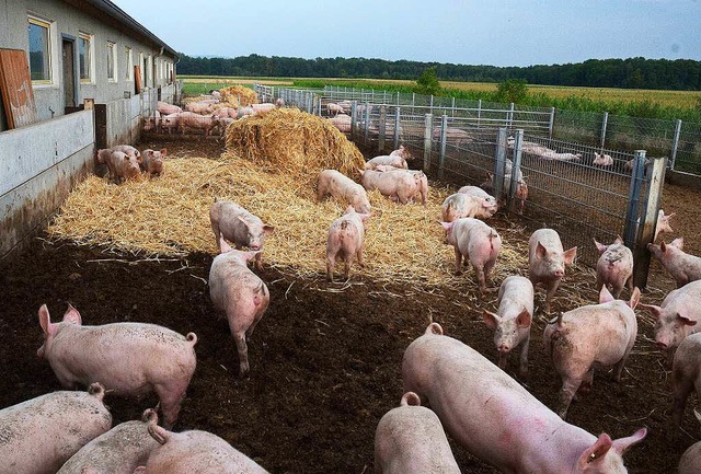 Die Schweine von Ralf Wllenbr werden... kologischen Richtlinien aufgezogen.   | Foto: Bettina Schaller