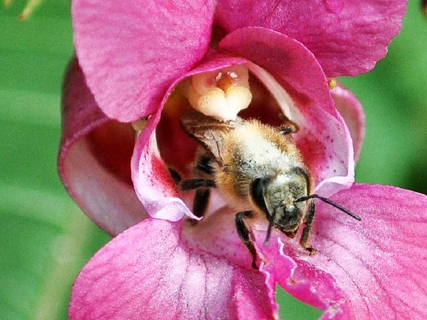 Nicht nur in Haltern am See "markiert" das Drsige Springkraut seine tierischen Mitarbeiterin mit einem Ralleystreifen aus Bltenstaub, meint Gerburgis Sommer, die einige Jahre in Minseln wohnte.