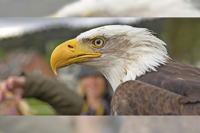 FranzRuchlak prsentiert Greifvogelshow in Hchenschwand