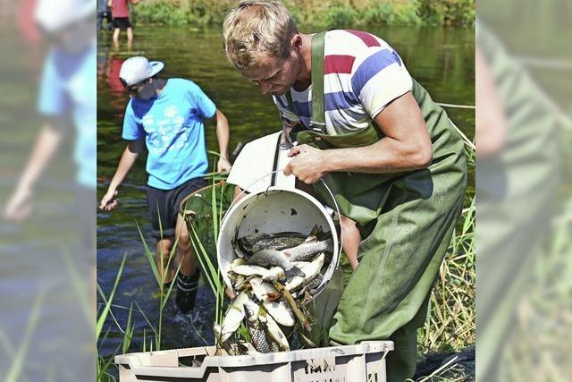 Tausende Fische vergiftet