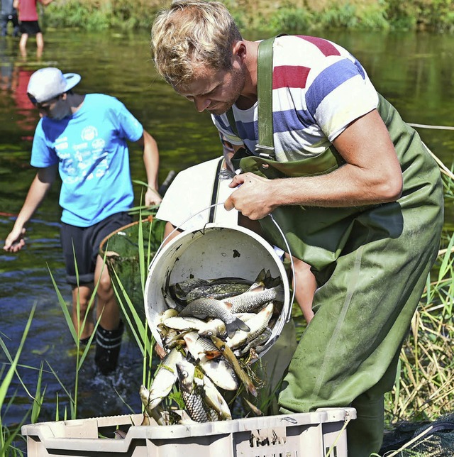 Ein Helfer holt verendete Fische aus der Jagst.   | Foto: dpa