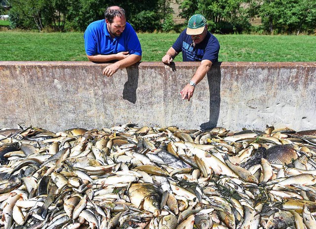 Das mit Ammonium kontaminierte Wasser ... Tausenden Fischen das Leben gekostet.  | Foto: dpa