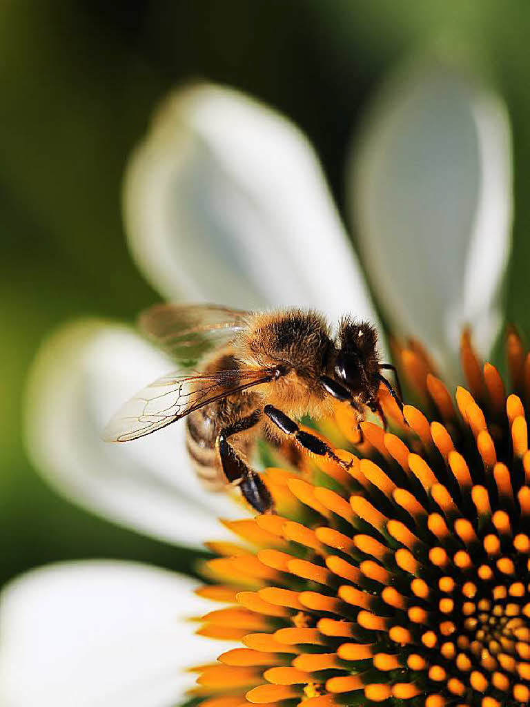 Honigbiene beim Pollensammeln auf weissem Sonnenhut (Echinacea purpurea Alba) von Thea Pflger, Rheinfelden.