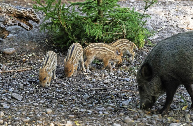   | Foto: Zoo Basel (T.Weber)