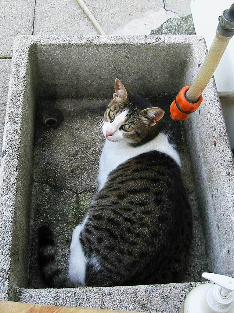 Norbert Baur: Whrend den heien Sommertagen flchtete unsere Katze in den Brunnentrog. Von unten khlte sie der kalte Stein und von oben genoss sie die Wassertropfen. Leider konnten wir diese Khlvariante nicht whlen!