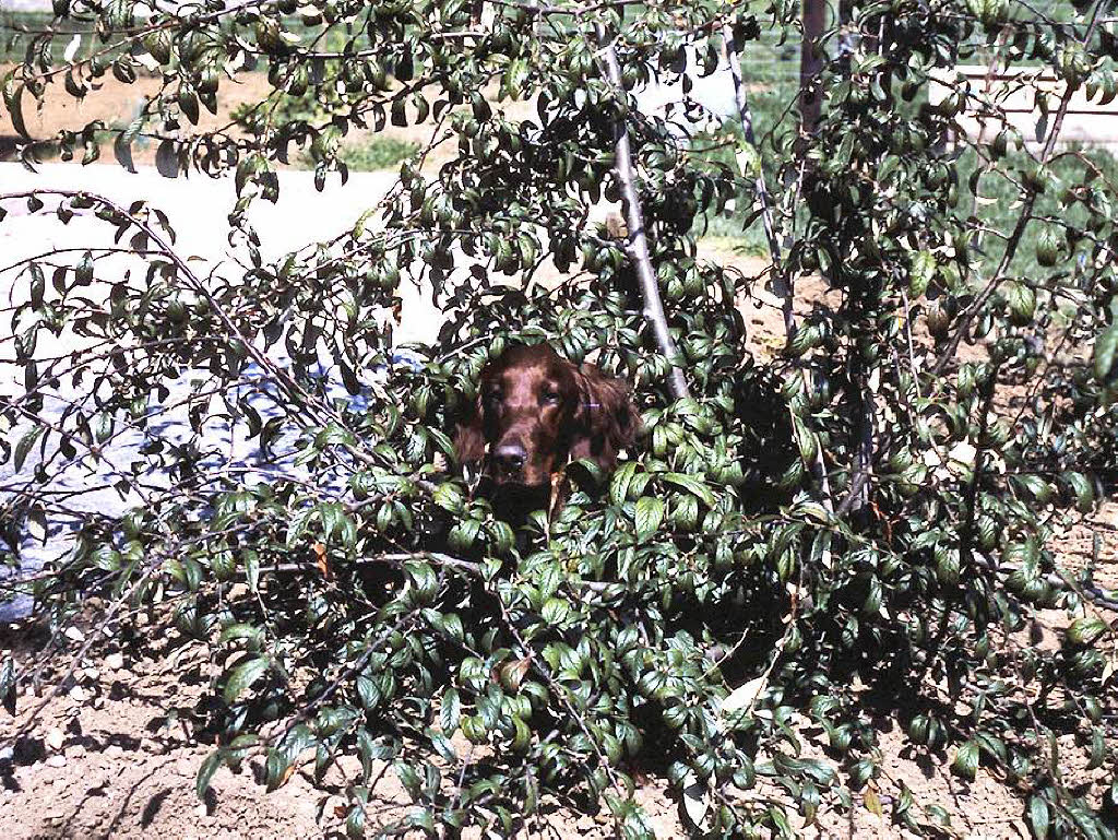 Edith Hering: Echte Hundstage - "Besser dieses zerzauste Gebsch als gar kein Schatten" dachte sich wohl unser Hund und verkroch sich in einem Cotoneaster-Strauch.